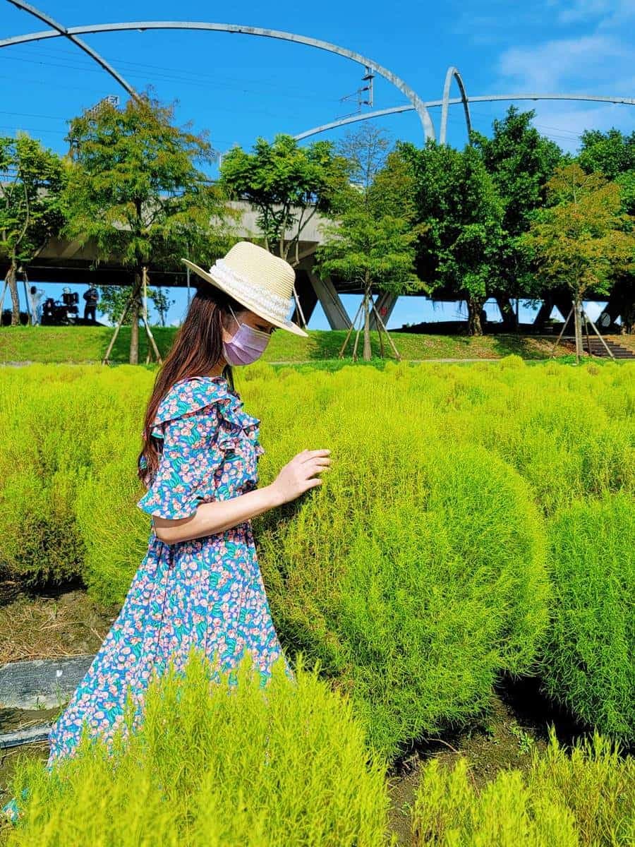 「Q版抹茶海」好療癒啊!3000株波波草現身宜蘭,加碼再拍「稻草捲心酥」 「Q版抹茶海」好療癒啊!3000株波波草現身宜蘭,加碼再拍「稻草捲心酥」