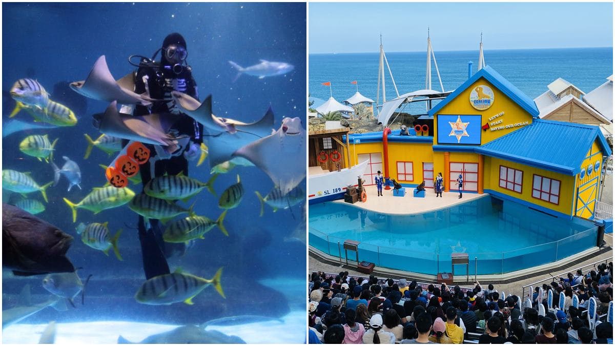 ２人連玩２天1000元！「遠雄海洋公園」推五倍券超殺優惠，加碼送折扣券