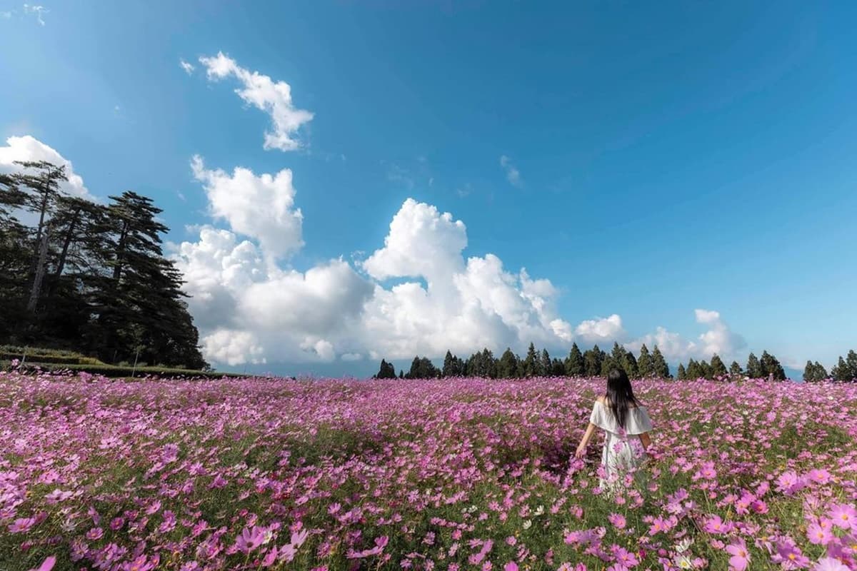 錯過再等1年!福壽山秋季限定「波絲菊花海」,粉紫仙境+無敵山景超好拍 錯過再等1年!福壽山秋季限定「波絲菊花海」,粉紫仙境+無敵山景超好拍