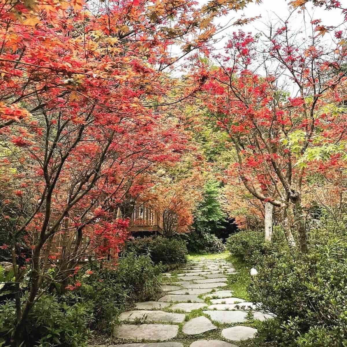 全台６大賞楓、落羽松夯點！爽玩台版哈比屋、小豬農場，再加碼買千送千好康