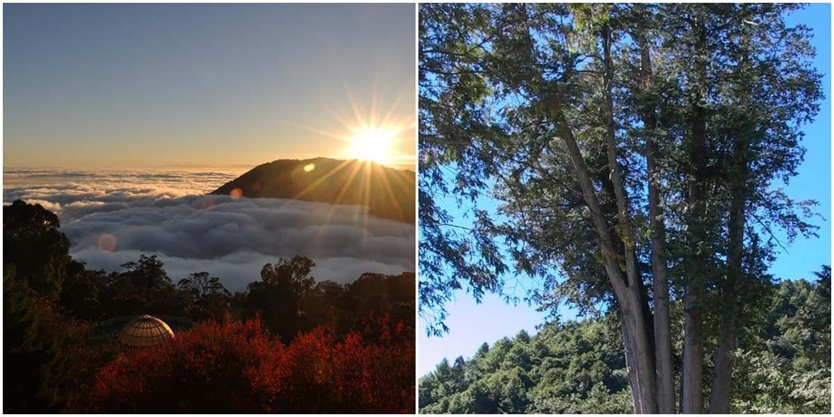 全台６大賞楓、落羽松夯點！爽玩台版哈比屋、小豬農場，再加碼買千送千好康