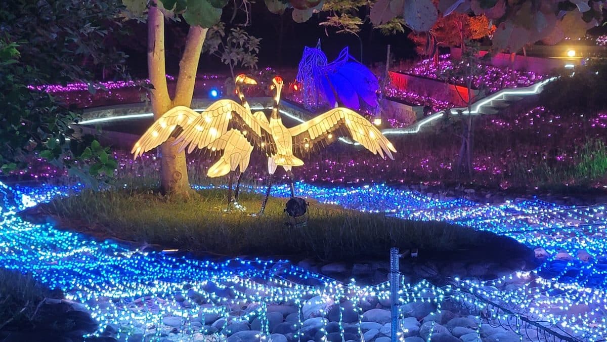 全台最南燈會「四重溪溫泉季」！櫻花隧道、日式神社必拍，加碼免費浴衣體驗