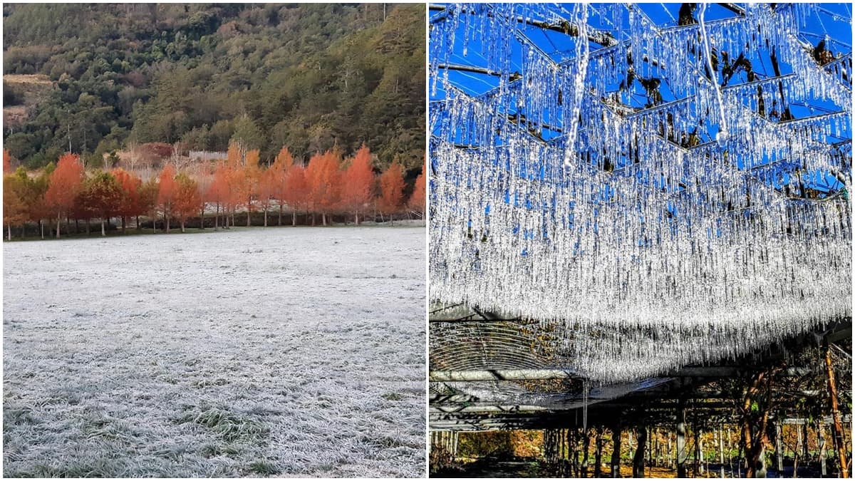 衝台版雪國了！武陵農場「落羽松糖霜」場景超夢幻，還有華麗「冰柱」美到炸