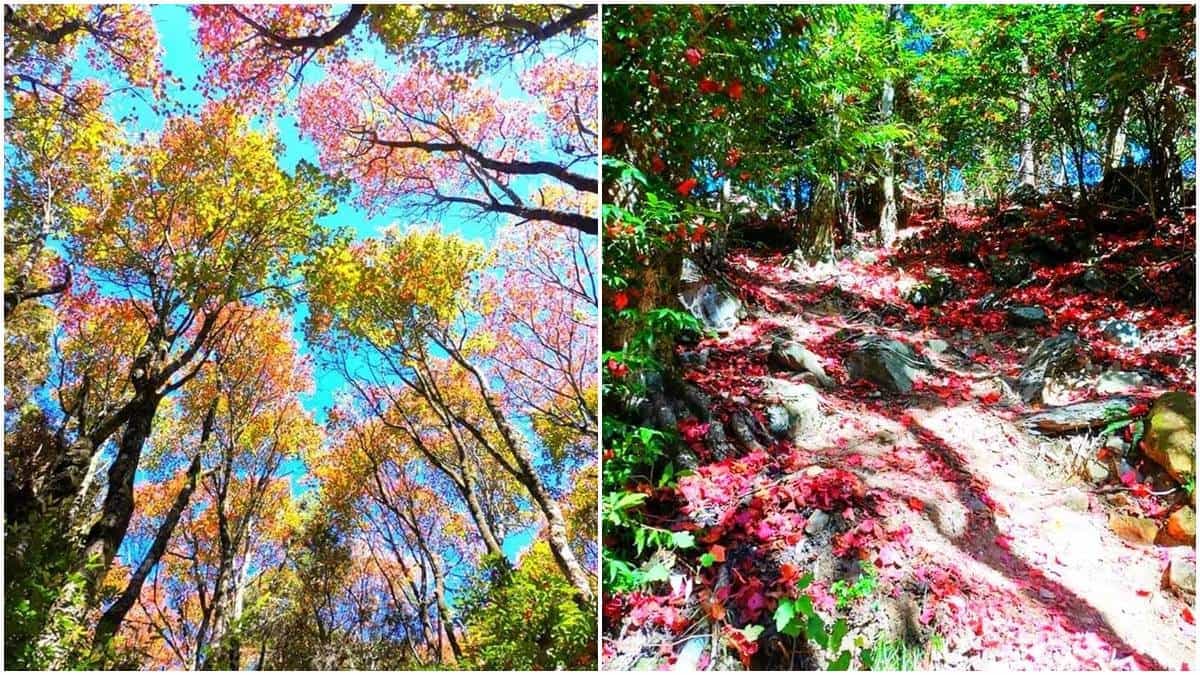 稍來山步道