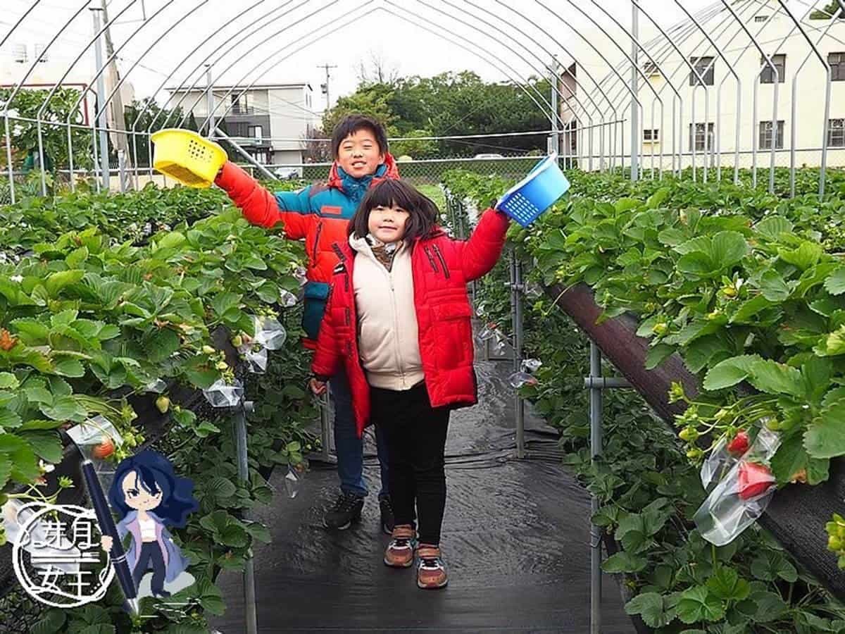 親子採果趣！桃園「隱藏版草莓園」只開放假日，爽摘超大顆「美姬草莓」