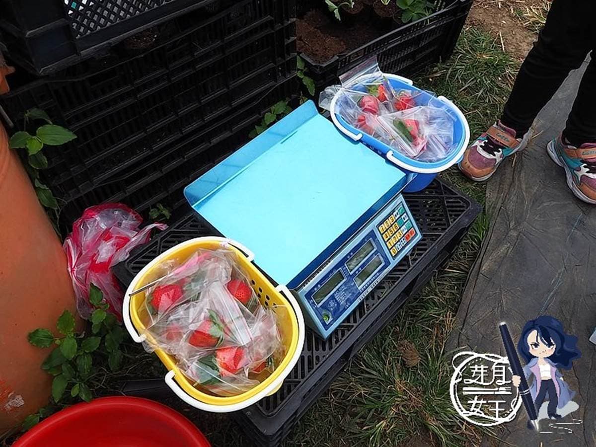 親子採果趣！桃園「隱藏版草莓園」只開放假日，爽摘超大顆「美姬草莓」