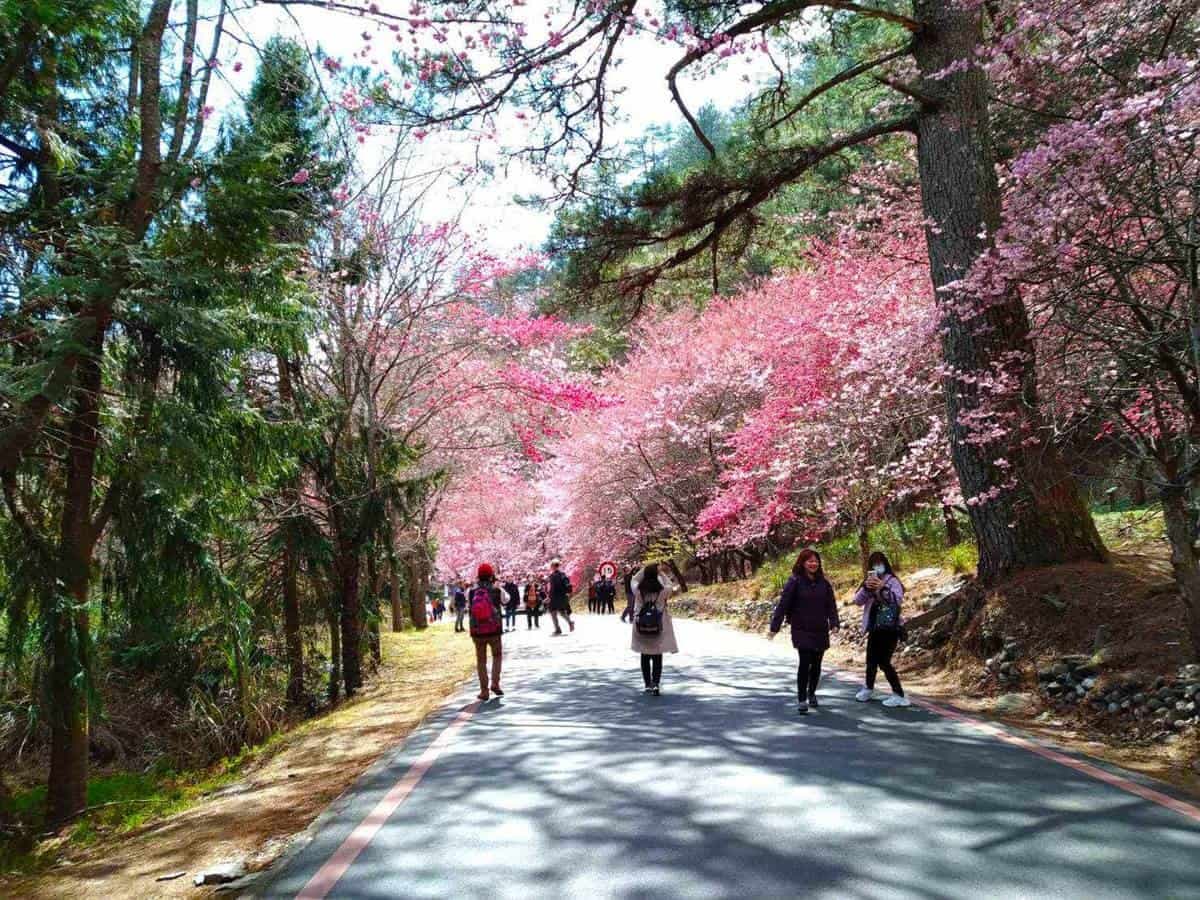 秒飛日本「武陵賞櫻」開賣！每人520元來回車次含門票，還有櫻花便當可吃
