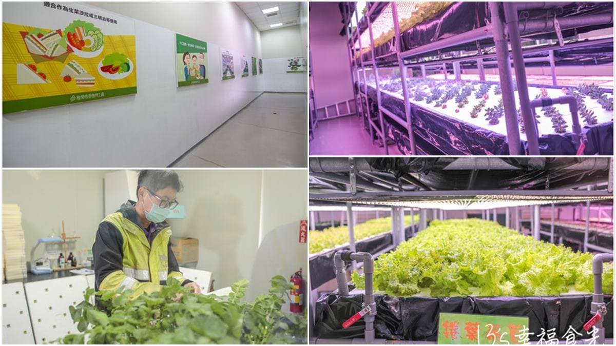 秒飛歐洲花園！苗栗「植物園區」花圈步道＋荷蘭風車超好拍，還能喝手沖咖啡