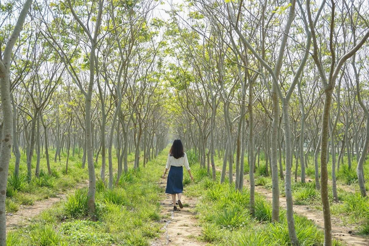 台中熱氣球嘉年華順遊!后里→石岡5打卡點:祕境隧道、百年神木、花樑鋼橋 IG拍爆!台中6大打卡勝地:超壯觀「台版大峽谷」、神祕綠色隧道、天空之鏡