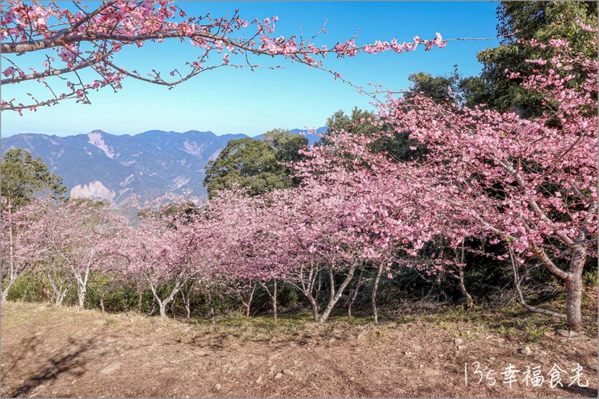 打卡整片粉色仙境!高雄櫻花公園「河津櫻」浪漫盛開,山景+櫻花樹超好拍 打卡整片粉色仙境!高雄櫻花公園「河津櫻」浪漫盛開,山景+櫻花樹超好拍