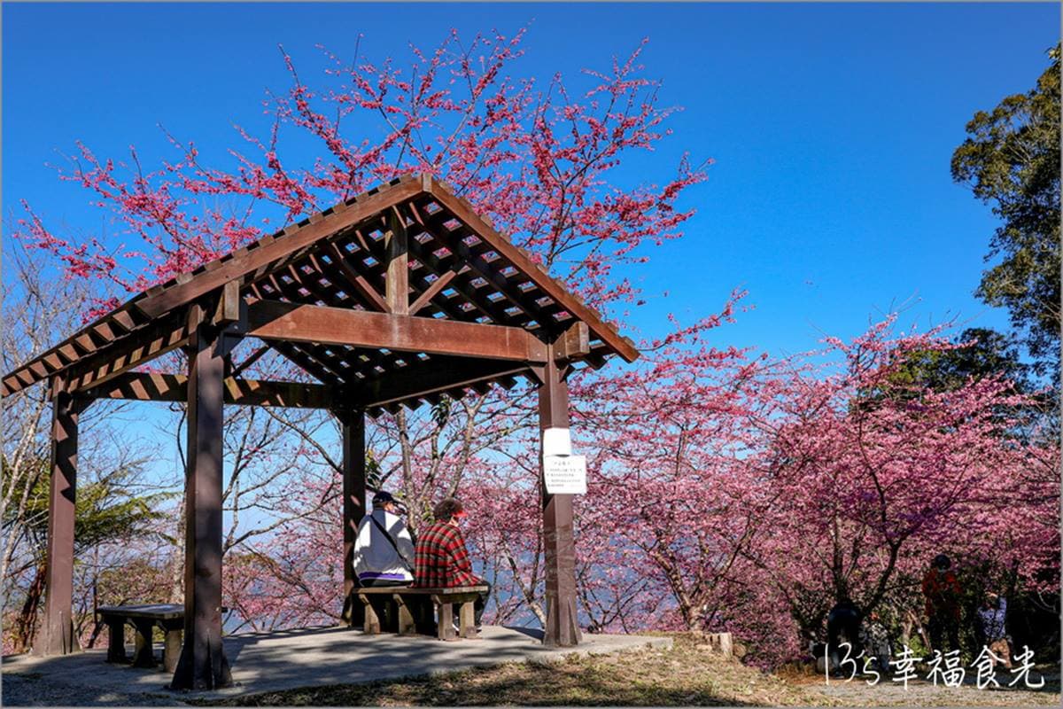 打卡整片粉色仙境！高雄櫻花公園「河津櫻」浪漫盛開，山景＋櫻花樹超好拍