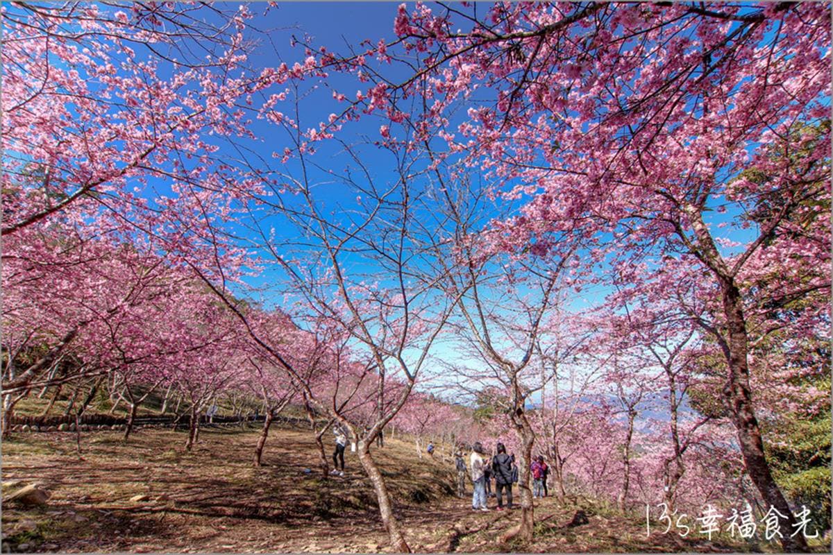 打卡整片粉色仙境!高雄櫻花公園「河津櫻」浪漫盛開,山景+櫻花樹超好拍 打卡整片粉色仙境!高雄櫻花公園「河津櫻」浪漫盛開,山景+櫻花樹超好拍