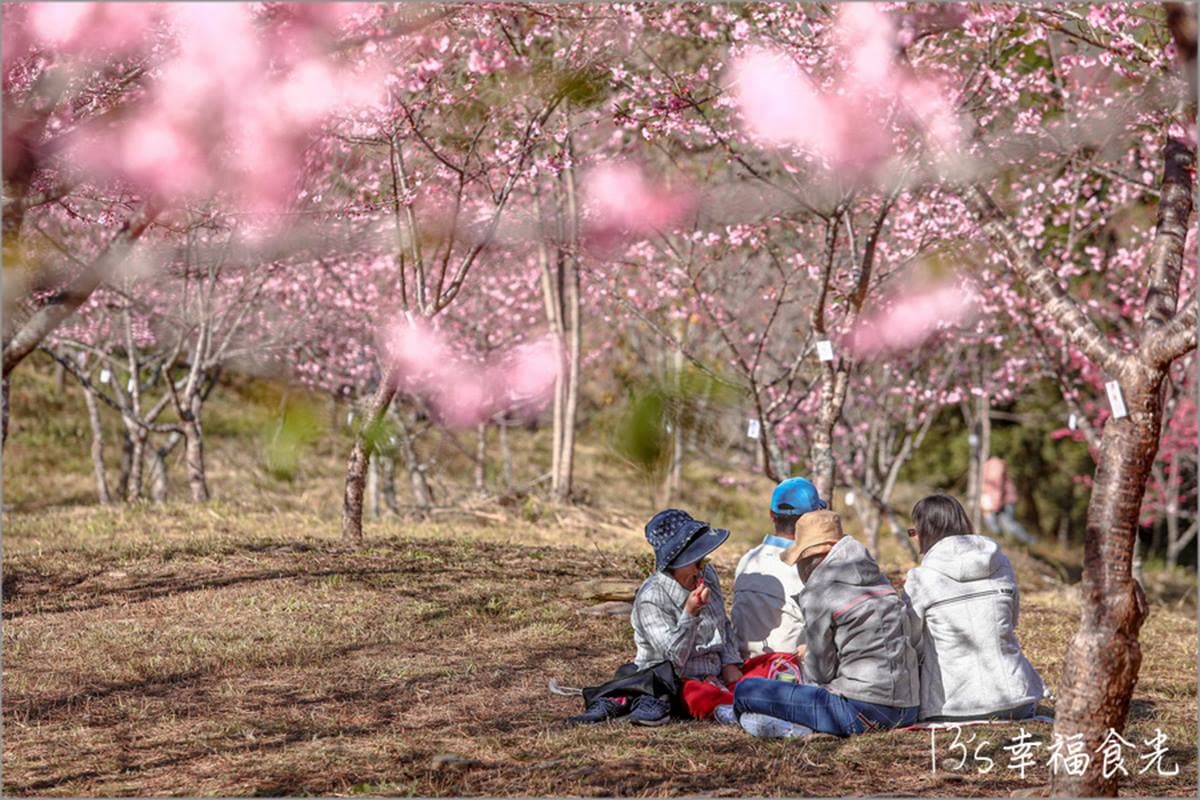 打卡整片粉色仙境！高雄櫻花公園「河津櫻」浪漫盛開，山景＋櫻花樹超好拍