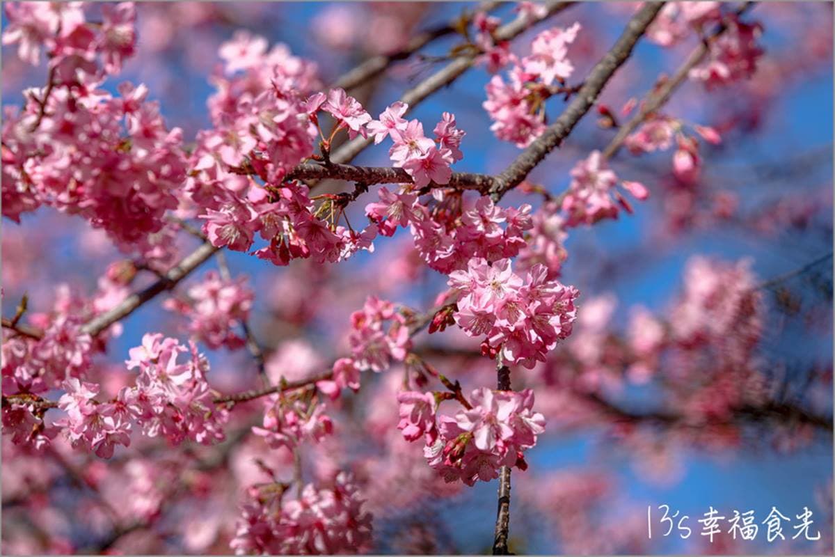打卡整片粉色仙境！高雄櫻花公園「河津櫻」浪漫盛開，山景＋櫻花樹超好拍