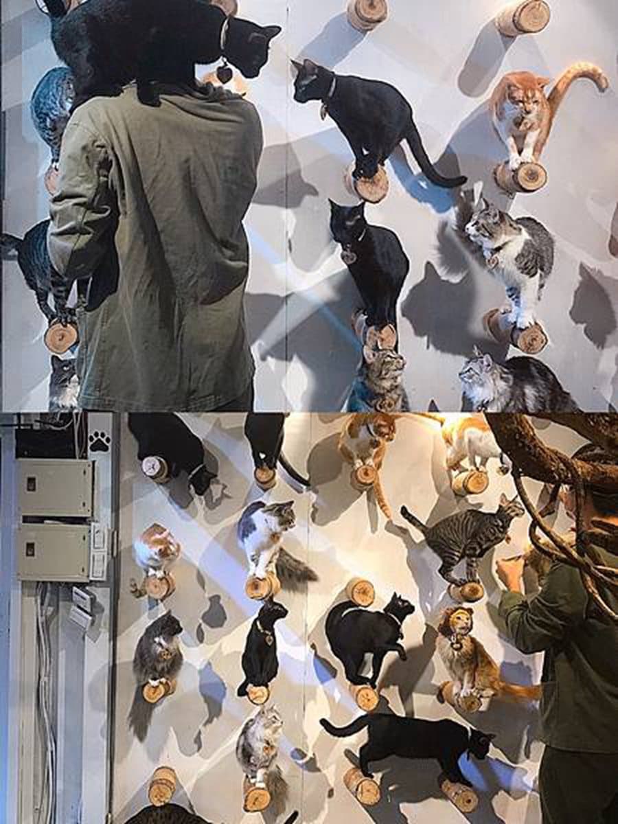貓奴快衝！新店「貓咪咖啡廳」有50隻喵星人坐鎮，超過２小時互動吸貓吸到爽