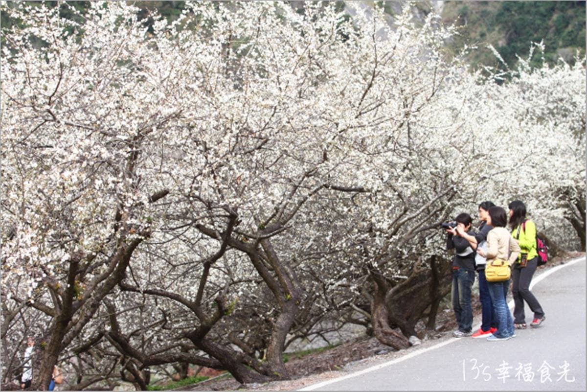 把握最後一波「梅景」!北中南5條賞梅花祕境:4000棵梅樹齊放、梅花隧道 把握最後一波「梅景」!北中南5條賞梅花祕境:4000棵梅樹齊放、梅花隧道