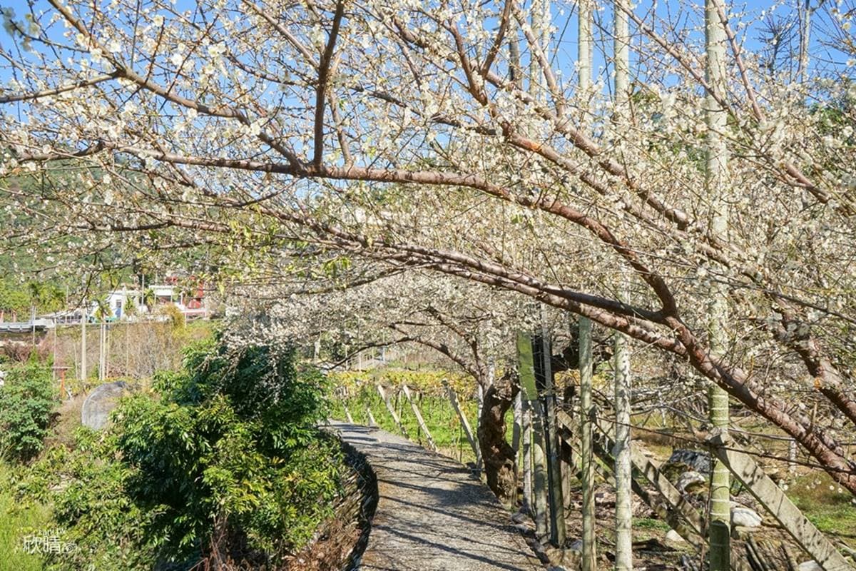 把握最後一波「梅景」!北中南5條賞梅花祕境:4000棵梅樹齊放、梅花隧道 把握最後一波「梅景」!北中南5條賞梅花祕境:4000棵梅樹齊放、梅花隧道