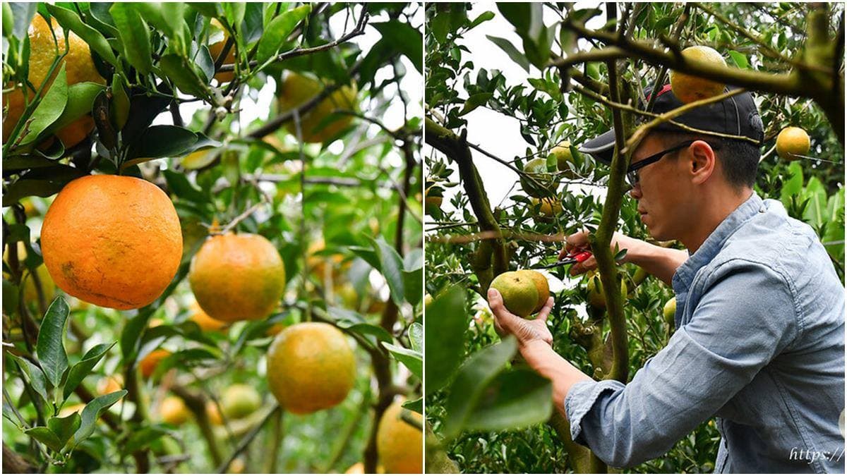 秒飛日本!台南「日式湯屋」爽泡雙湯池、睡榻榻米房,還能玩泥染DIY、採柑橘 秒飛日本!台南「日式湯屋」爽泡雙湯池、睡榻榻米房,還能玩泥染DIY、採柑橘