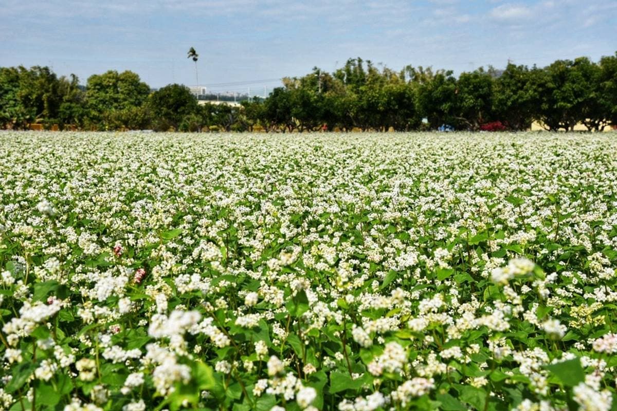 IG瘋打卡!北中南7大仙氣花海:彩色波斯菊、台版富良野花田、繽紛鼠尾草 IG瘋打卡!北中南7大仙氣花海:彩色波斯菊、台版富良野花田、繽紛鼠尾草