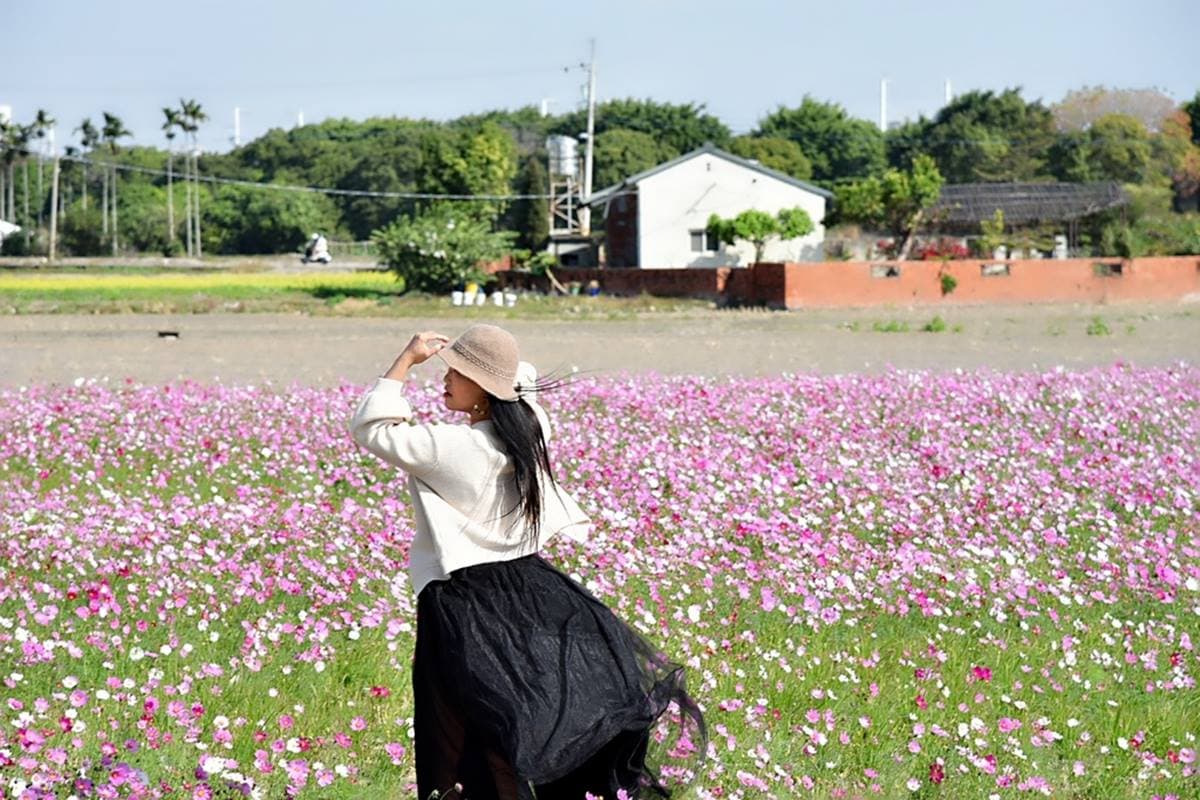 IG瘋打卡!北中南7大仙氣花海:彩色波斯菊、台版富良野花田、繽紛鼠尾草 IG瘋打卡!北中南7大仙氣花海:彩色波斯菊、台版富良野花田、繽紛鼠尾草