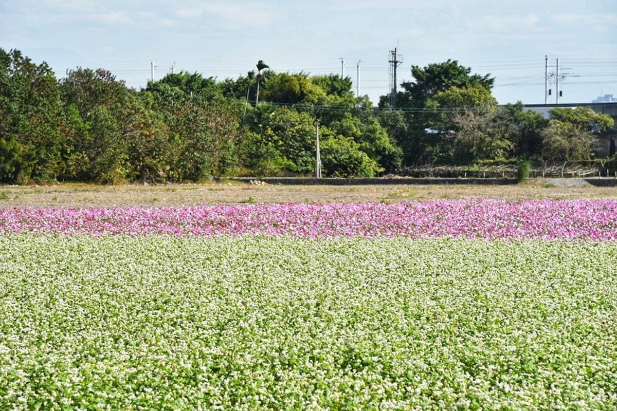 IG瘋打卡!北中南7大仙氣花海:彩色波斯菊、台版富良野花田、繽紛鼠尾草 IG瘋打卡!北中南7大仙氣花海:彩色波斯菊、台版富良野花田、繽紛鼠尾草