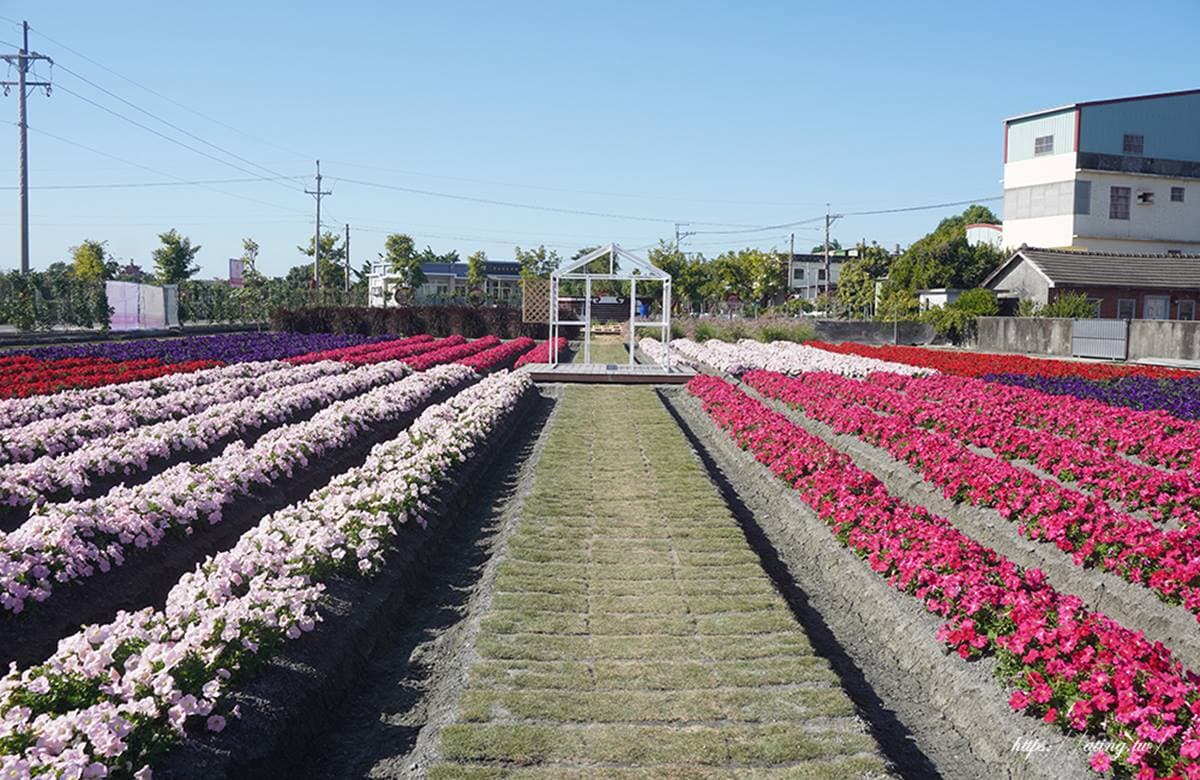 IG瘋打卡!北中南7大仙氣花海:彩色波斯菊、台版富良野花田、繽紛鼠尾草 IG瘋打卡!北中南7大仙氣花海:彩色波斯菊、台版富良野花田、繽紛鼠尾草
