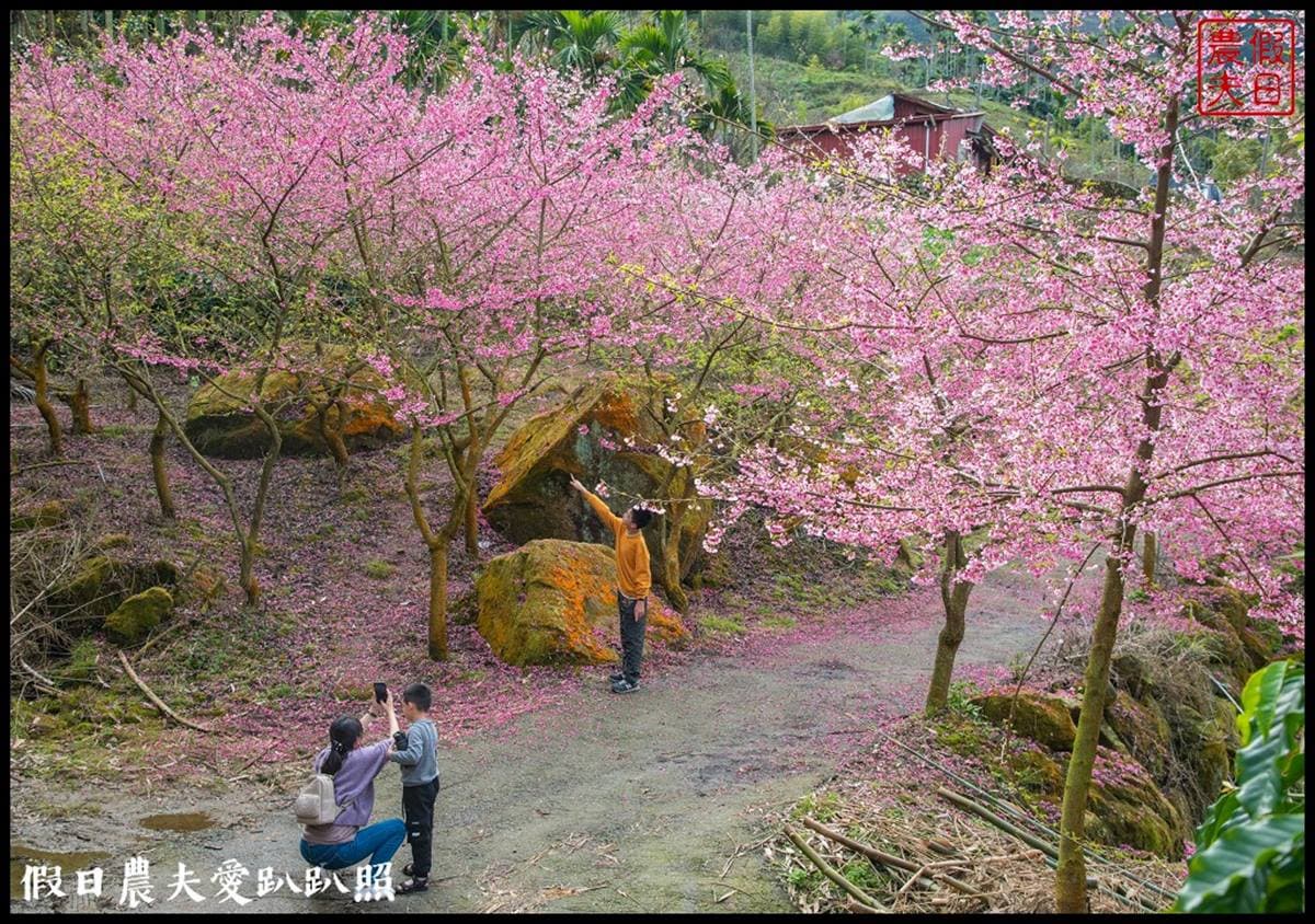粉色仙境開追！北中５大「櫻花祕境」現正滿開，搶拍天元宮夜櫻、萬坪櫻花林