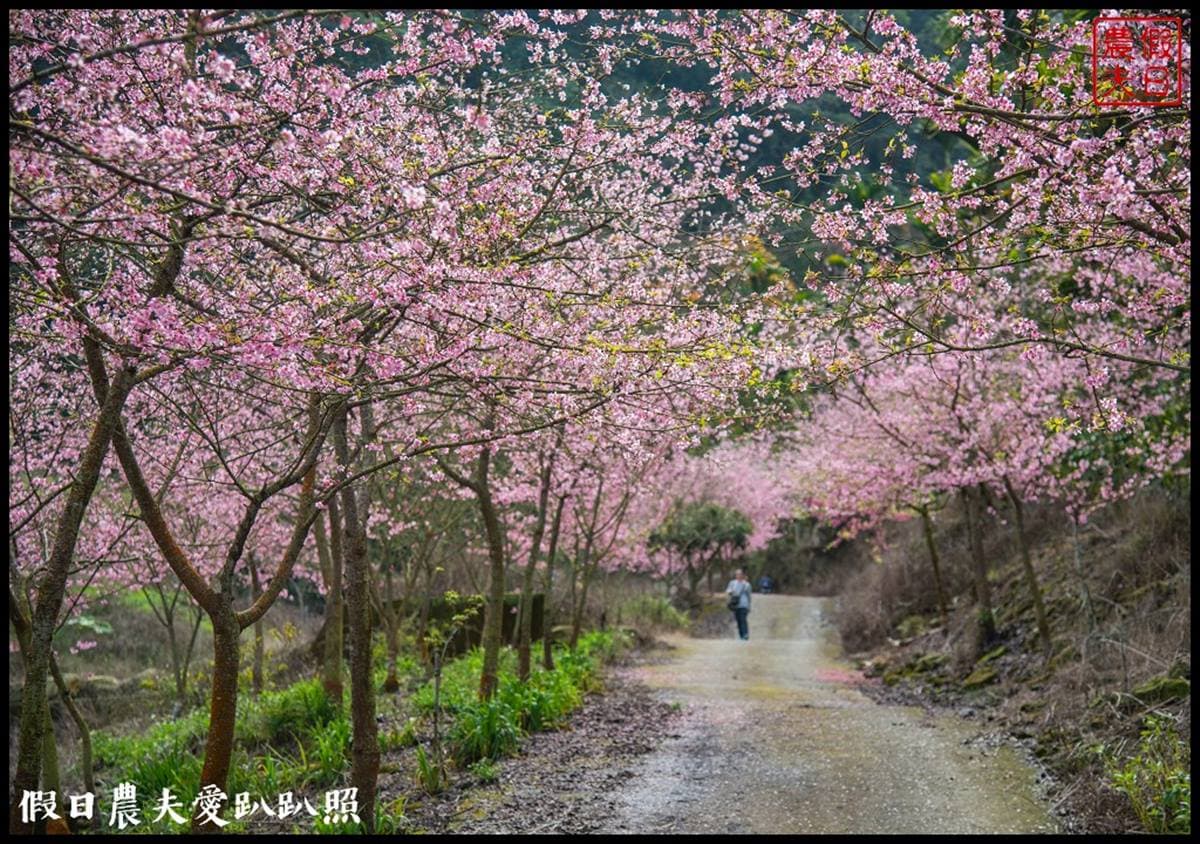 粉色仙境開追！北中５大「櫻花祕境」現正滿開，搶拍天元宮夜櫻、萬坪櫻花林