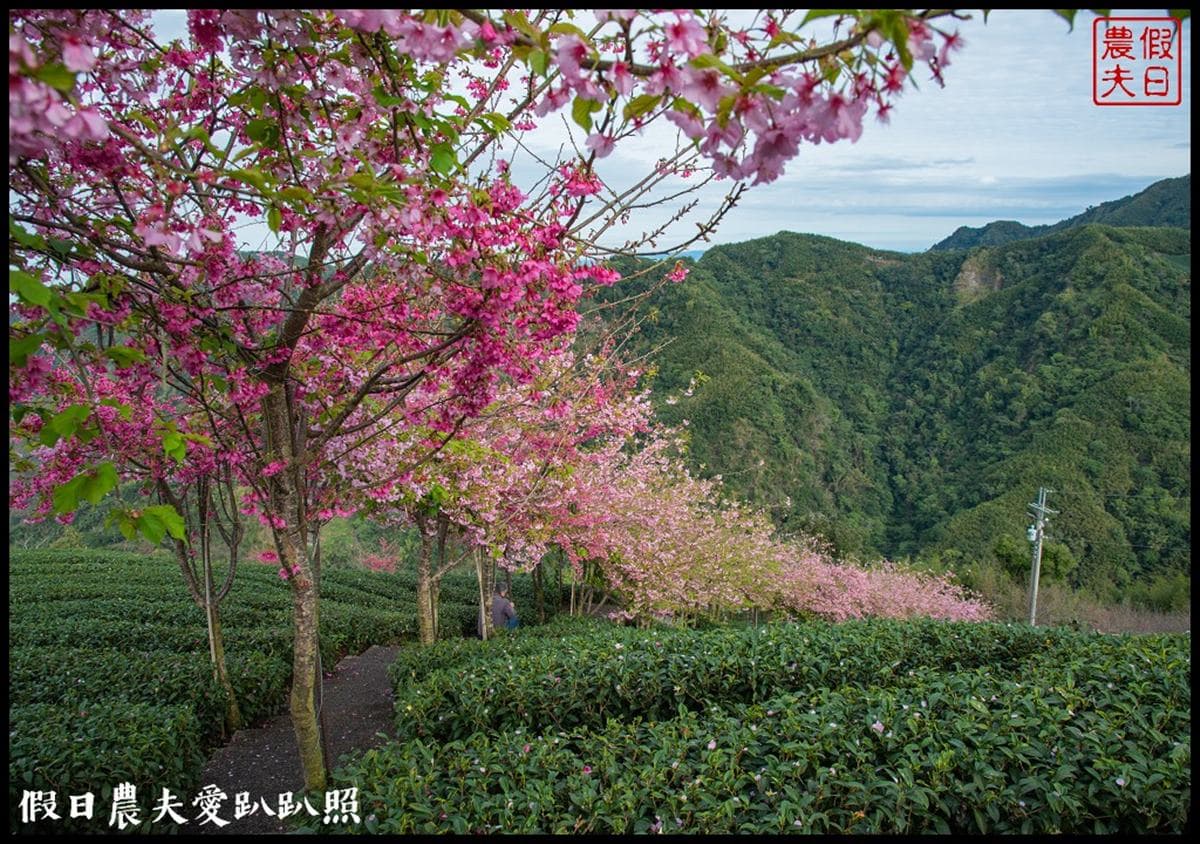 粉色仙境開追！北中５大「櫻花祕境」現正滿開，搶拍天元宮夜櫻、萬坪櫻花林