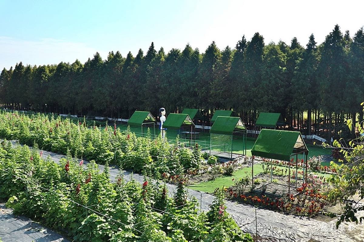 「蜀葵花迷宮」在彰化！萬坪花海齊開比人還高，還能拍４公尺高魷魚遊戲人偶