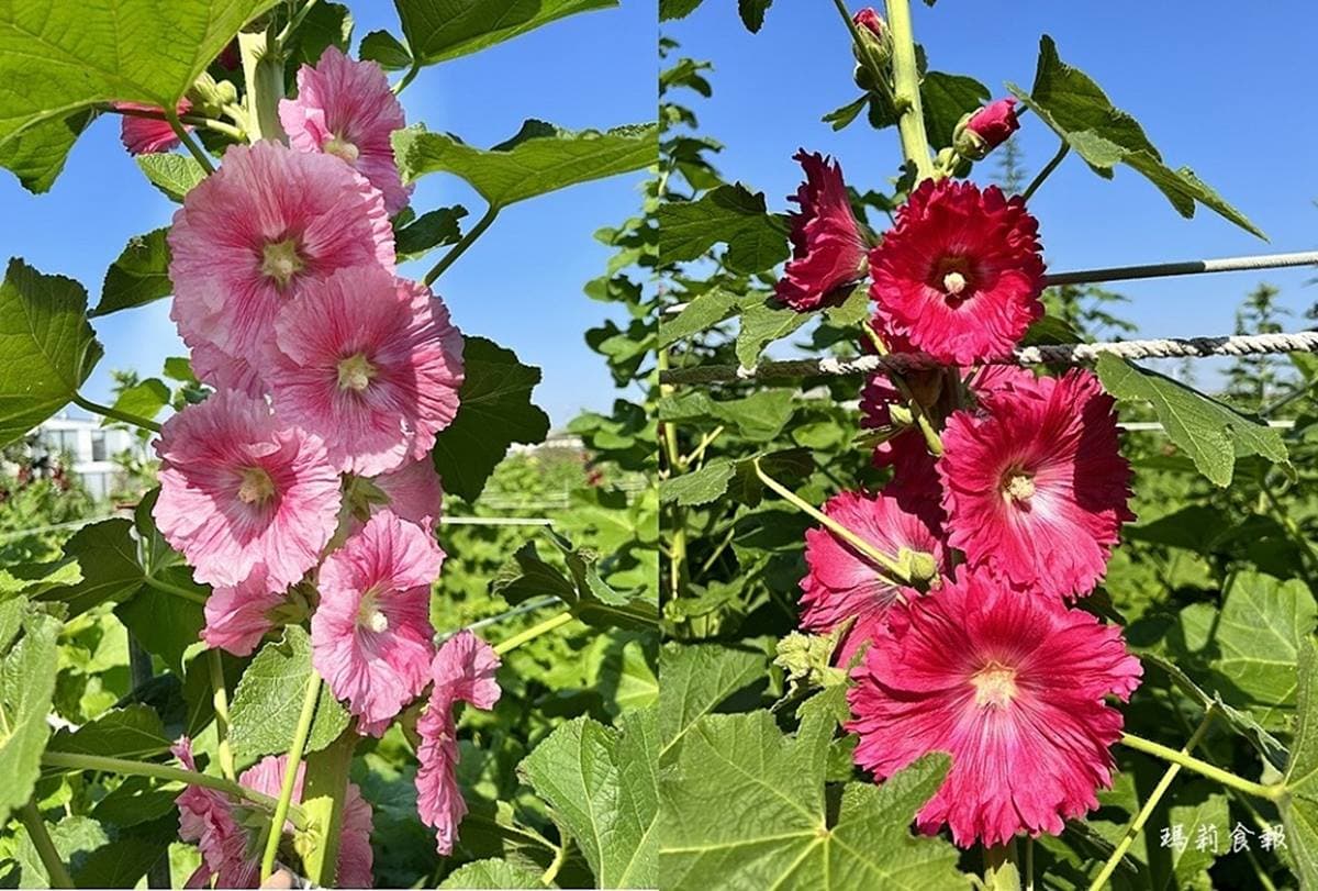 「蜀葵花迷宮」在彰化！萬坪花海齊開比人還高，還能拍４公尺高魷魚遊戲人偶