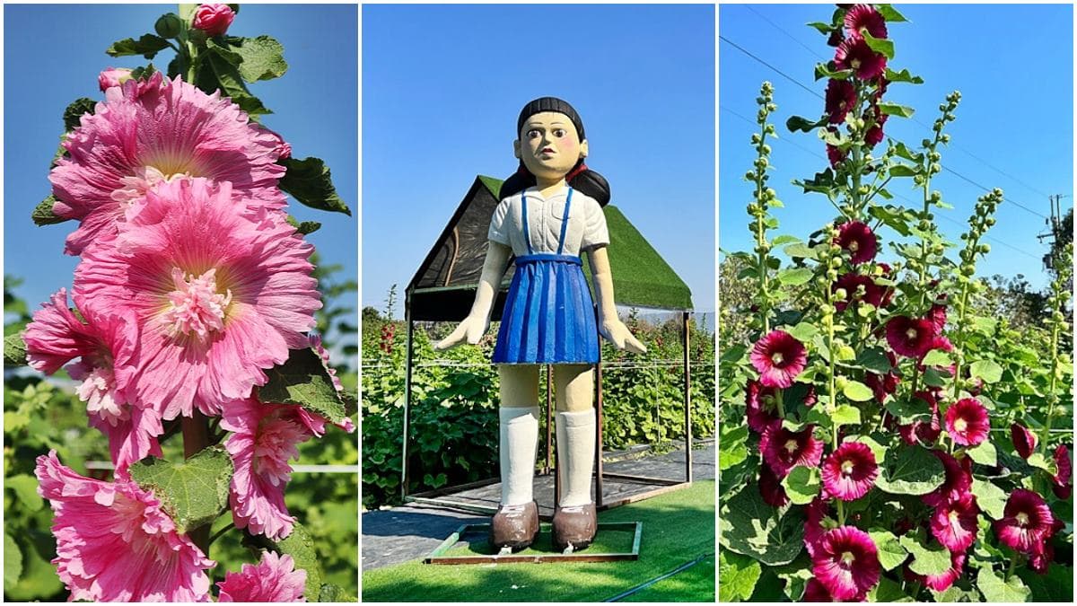 「蜀葵花迷宮」在彰化！萬坪花海齊開比人還高，還能拍４公尺高魷魚遊戲人偶