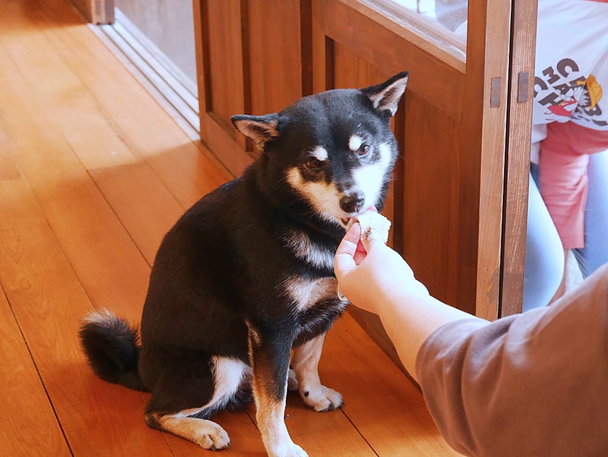 呼叫柴犬控！花蓮「日式古蹟咖啡廳」打卡必點超萌柴田燒，還有店狗柴柴陪吃