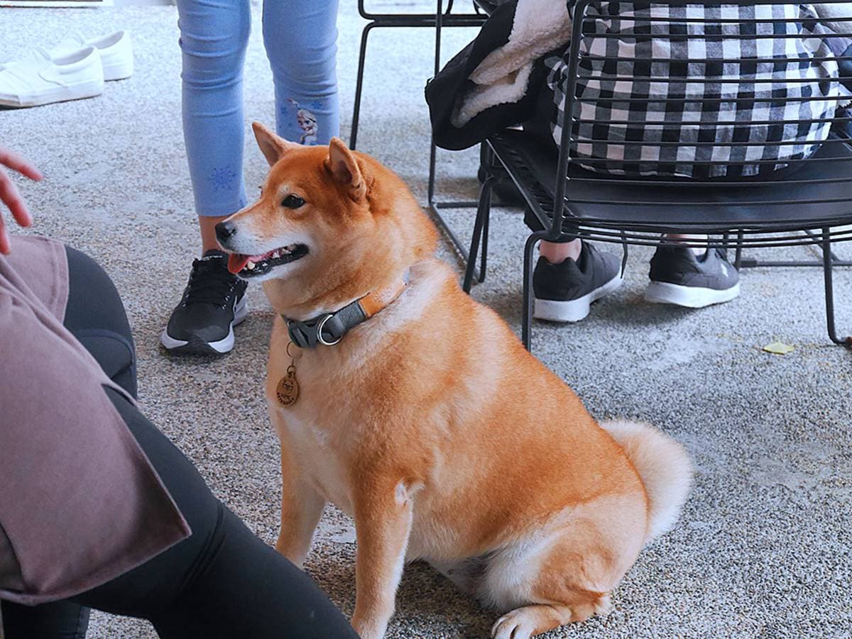 呼叫柴犬控！花蓮「日式古蹟咖啡廳」打卡必點超萌柴田燒，還有店狗柴柴陪吃