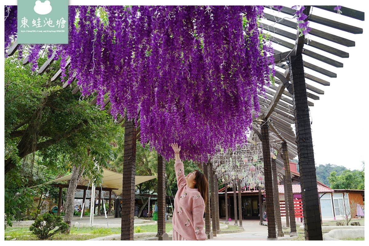 免飛日本賞夢幻紫藤花！台中「石岡花漾園區」打卡騰空紫色花瀑、紫雨傘隧道