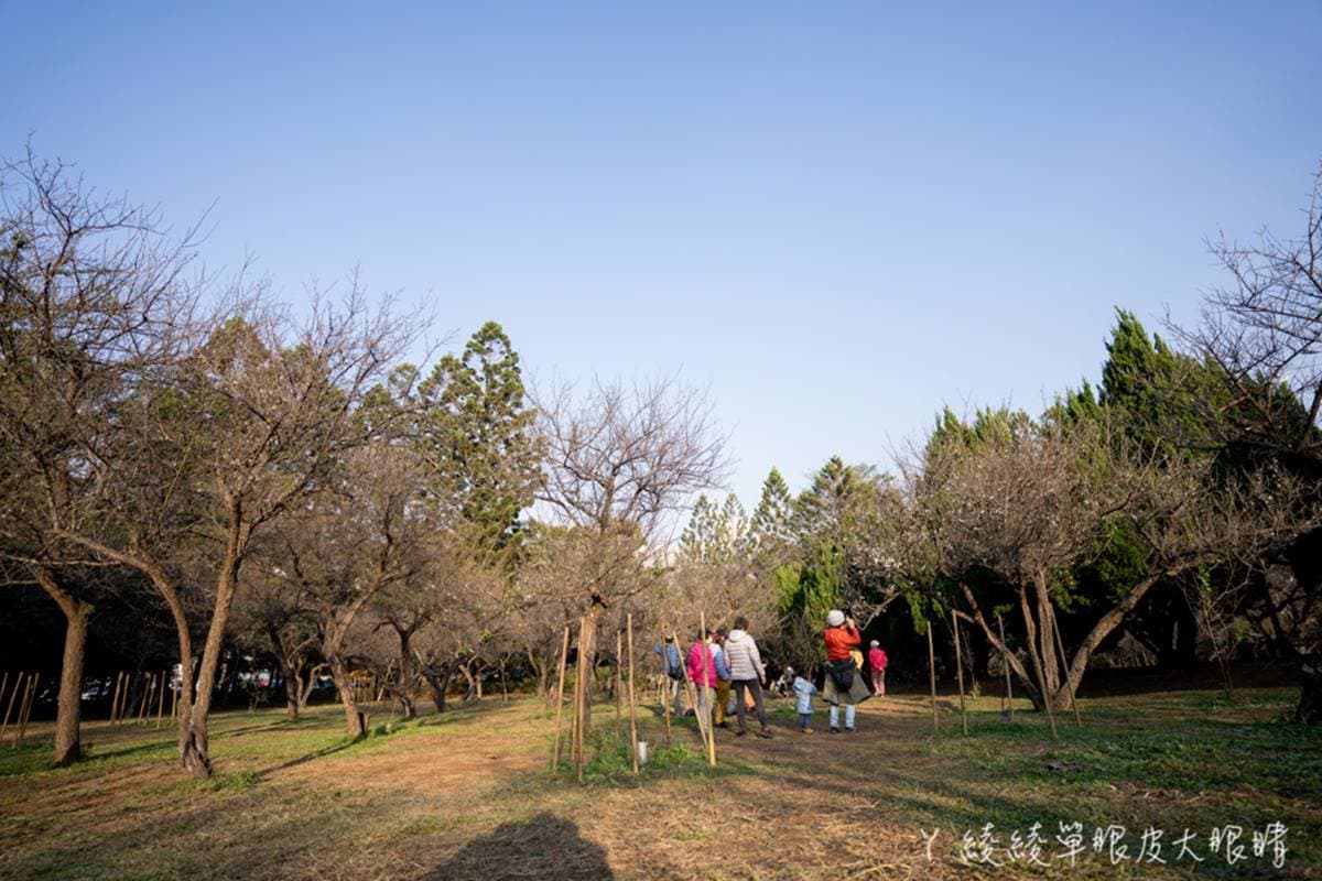 清大梅園