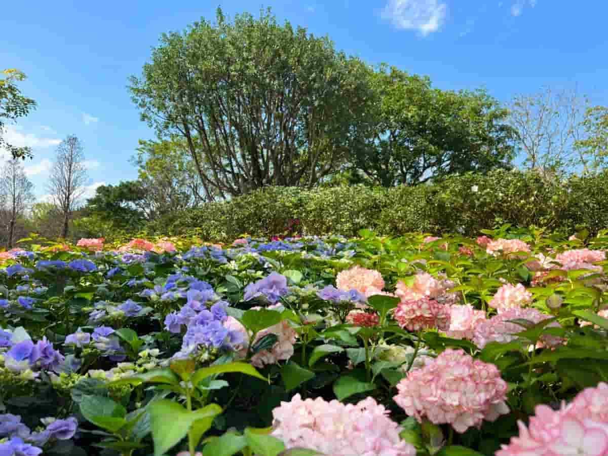 228連假美拍「繡球花海」!2022台北杜鵑花季來了,還能賞薰衣草、走落羽松步道 228連假美拍「繡球花海」!2022台北杜鵑花季來了,還能賞薰衣草、走落羽松步道