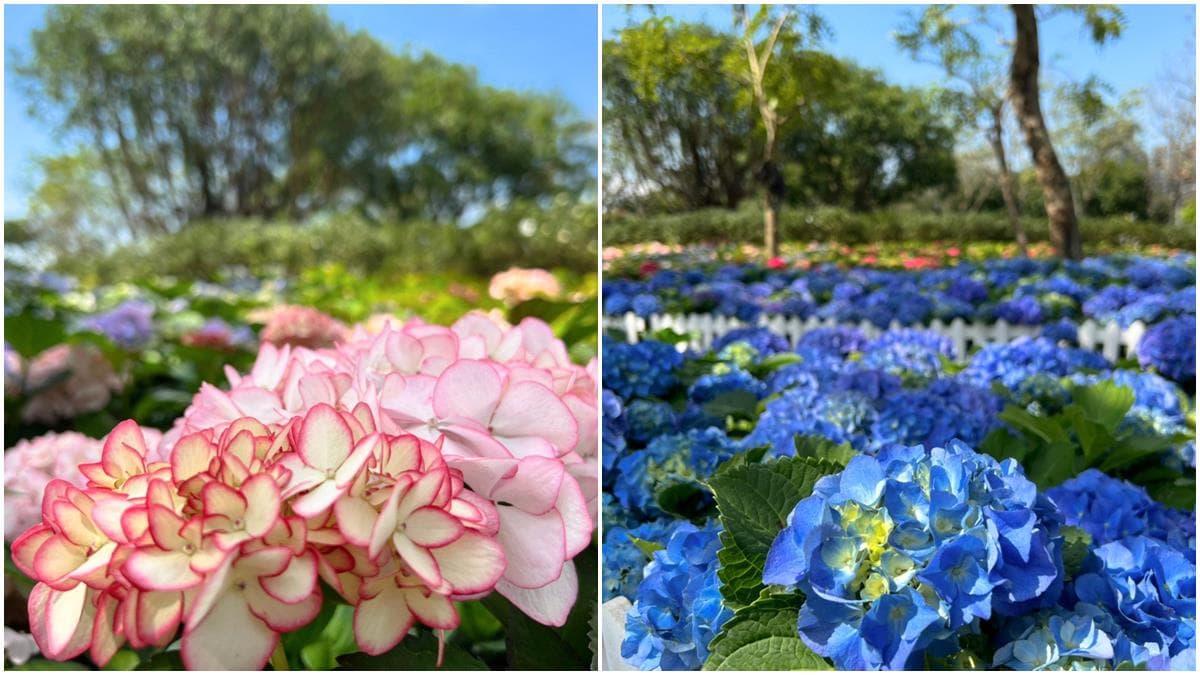 228連假美拍「繡球花海」！2022台北杜鵑花季來了，還能賞薰衣草、走落羽松步道
