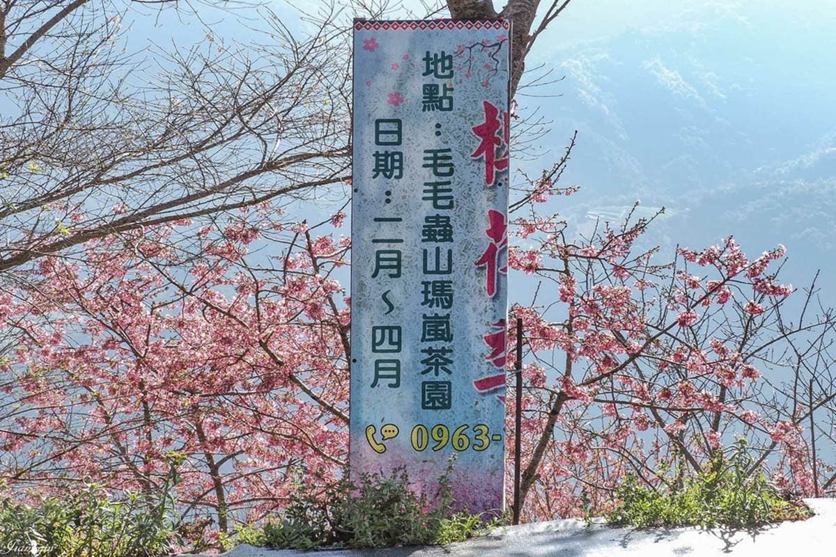 巨大變型金剛陪你看花海！南投夢幻祕境賞雲海＋櫻花林，萬坪茶園預約才能來
