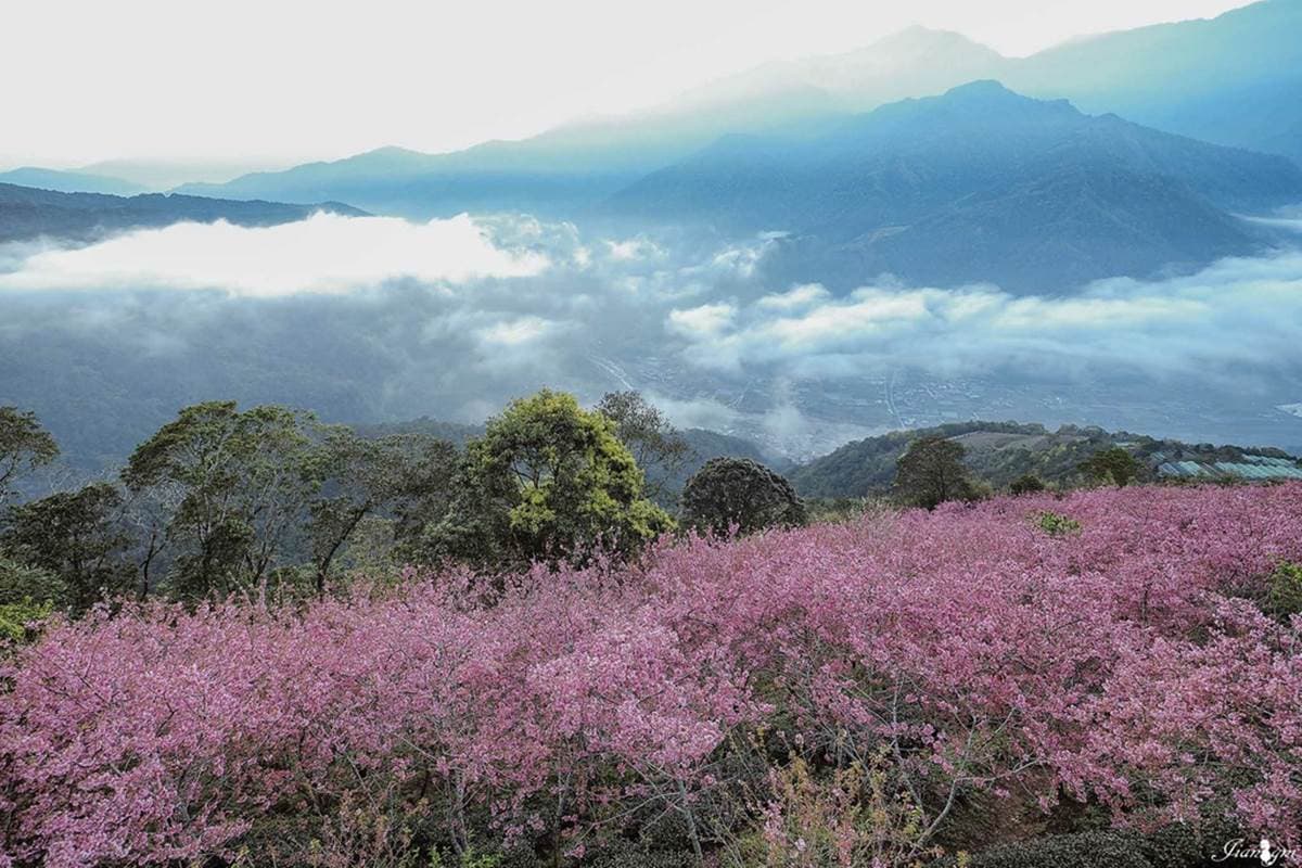 巨大變型金剛陪你看花海！南投夢幻祕境賞雲海＋櫻花林，萬坪茶園預約才能來