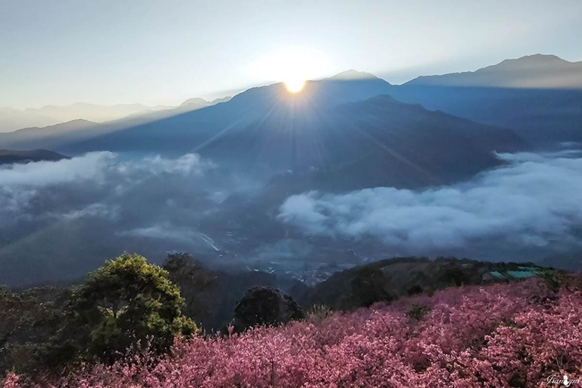 毛毛蟲山瑪嵐茶園