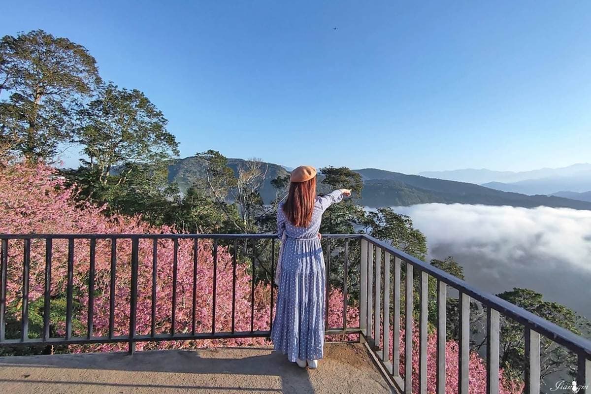巨大變型金剛陪你看花海！南投夢幻祕境賞雲海＋櫻花林，萬坪茶園預約才能來