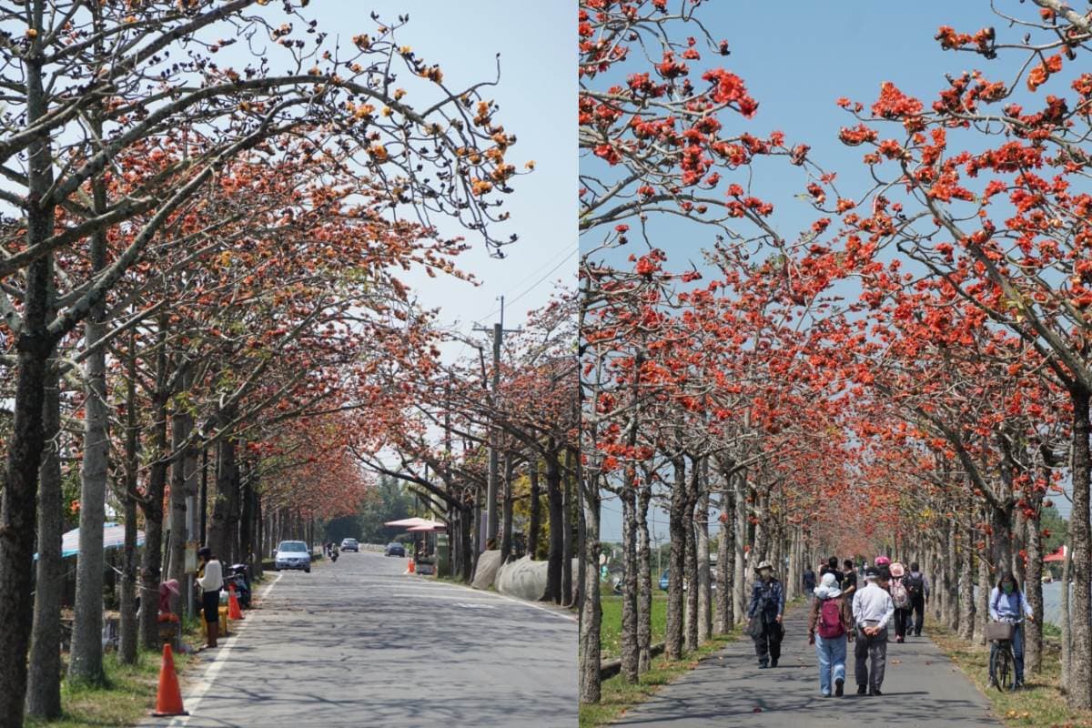 2022台南「白河木棉花季」美炸！朝聖全球最美花海大道，綿延1.7公里超壯觀