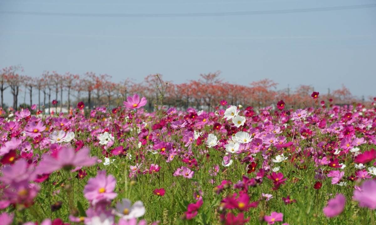 2022台南「白河木棉花季」美炸！朝聖全球最美花海大道，綿延1.7公里超壯觀