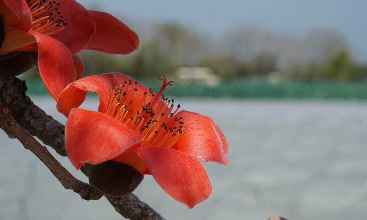 2022台南「白河木棉花季」美炸！朝聖全球最美花海大道，綿延1.7公里超壯觀