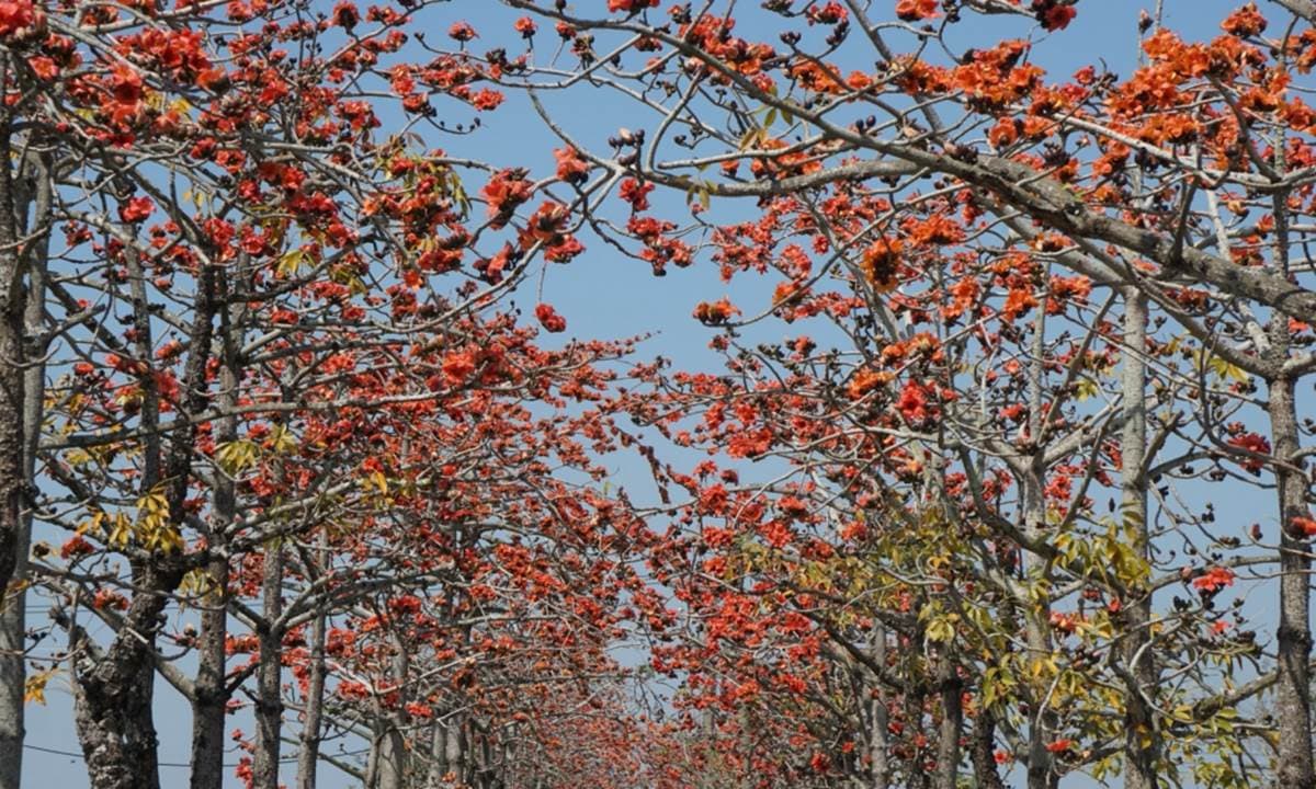 2022台南「白河木棉花季」美炸！朝聖全球最美花海大道，綿延1.7公里超壯觀