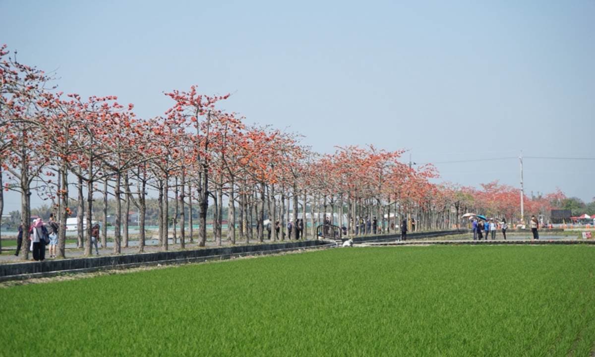 2022台南「白河木棉花季」美炸！朝聖全球最美花海大道，綿延1.7公里超壯觀