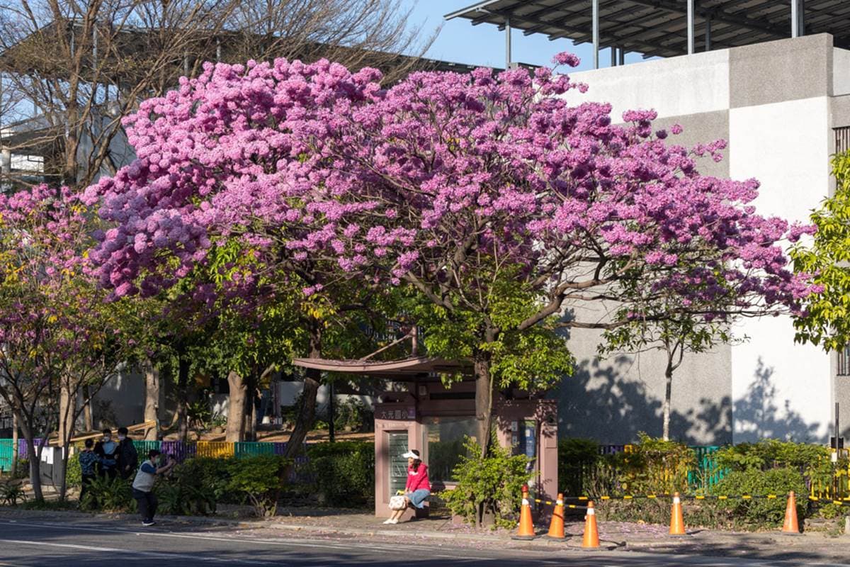 全台最美公車站在這！粉嫩色「洋紅風鈴木」浪漫盛開，等車就能打卡IG美照