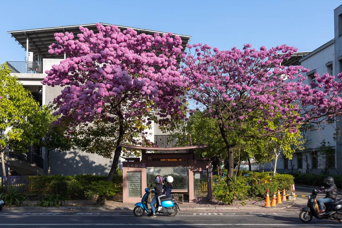 全台最美公車站在這！粉嫩色「洋紅風鈴木」浪漫盛開，等車就能打卡IG美照