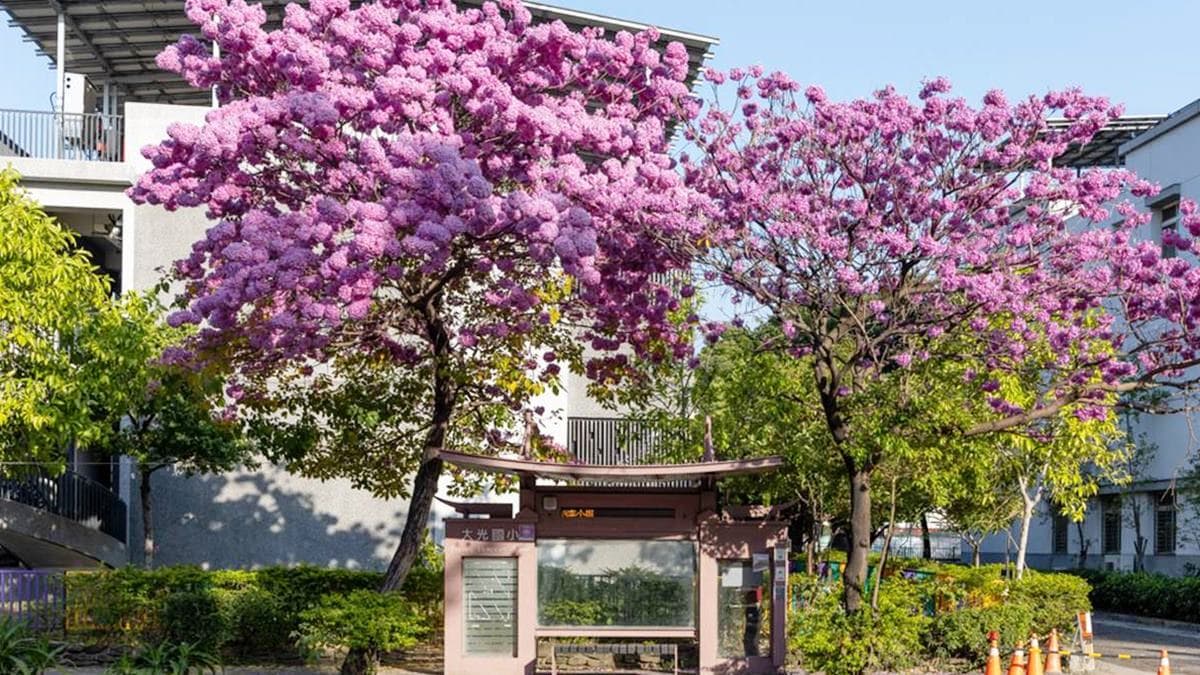 全台最美公車站在這！粉嫩色「洋紅風鈴木」浪漫盛開，等車就能打卡IG美照